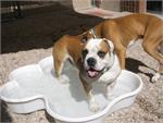 2 Bone Pools 1 Paw Pool Package