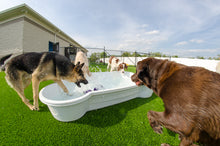 dogpools.shop One Dog One Bone  White  Bone Pool